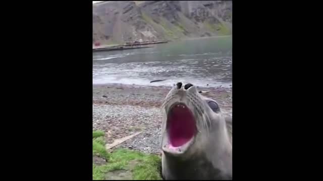 Funny Animals Compilation 2022