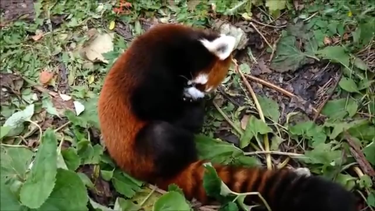 Cute Red Pandas