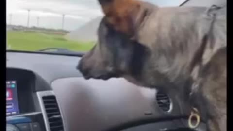 Confused pup adorably scared of the windshield wipers