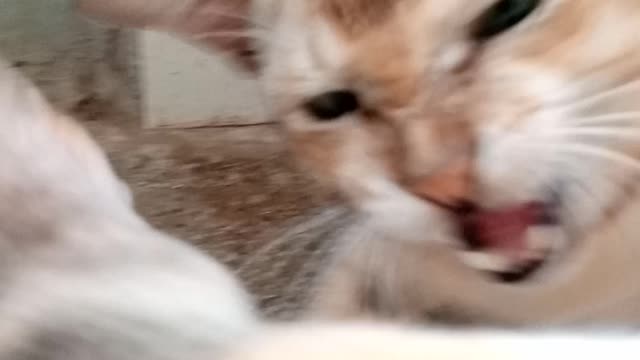 Capture video when two cats fight