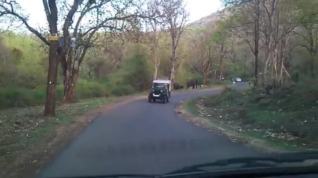 ELEPHANT ATTACK IN MASINAGUDI [SiGator]