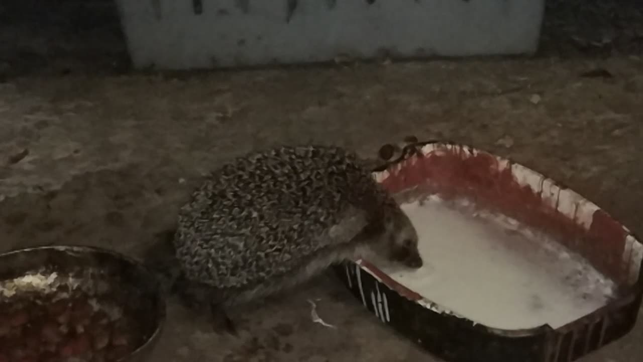 hedgehog drinking milk