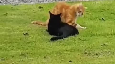 Funny animal