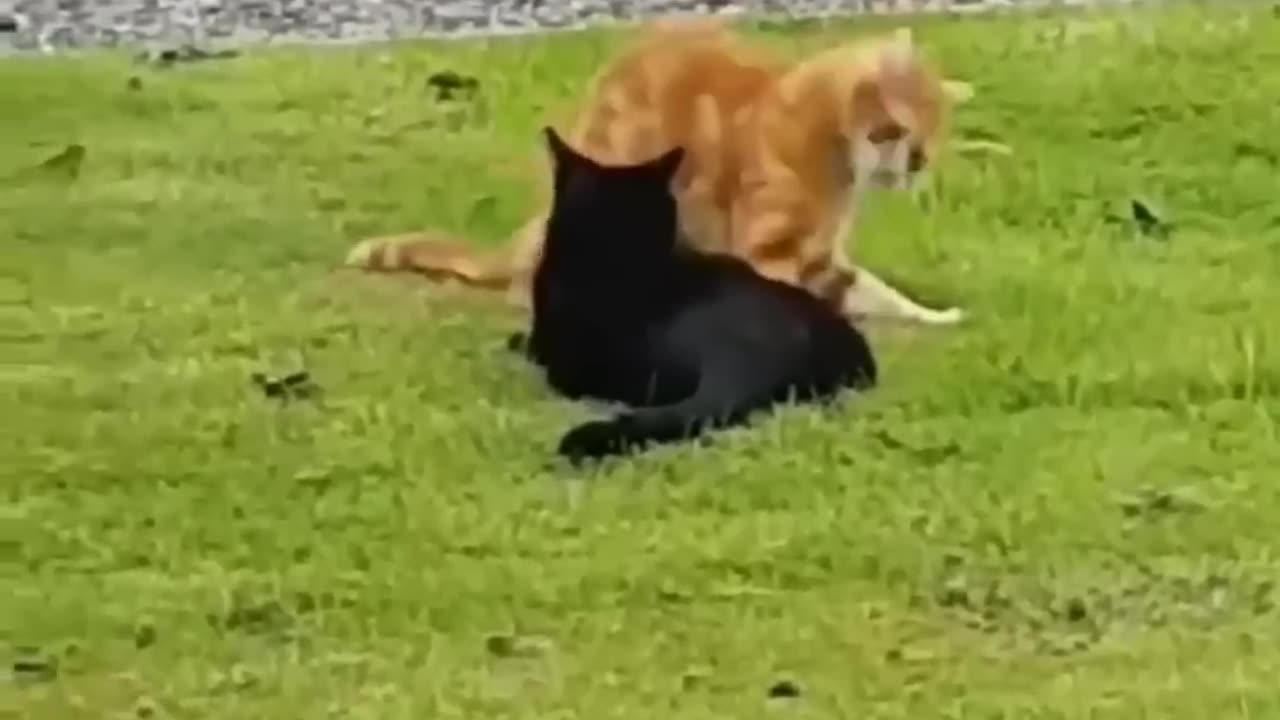 Funny animal