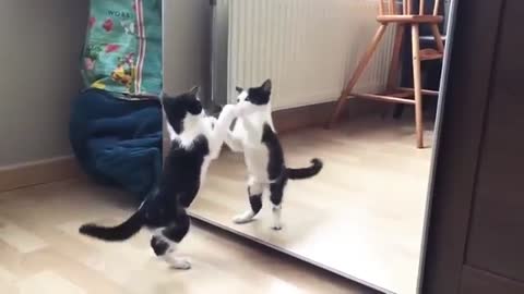 Funny Cat And mirror Video-Funny video-