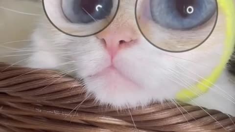 Big kitten!