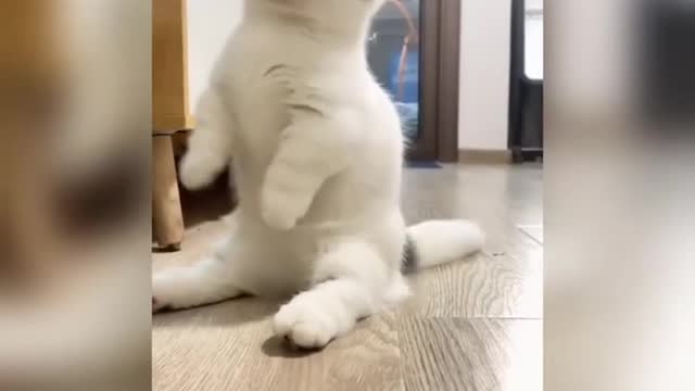 Funny cats videos