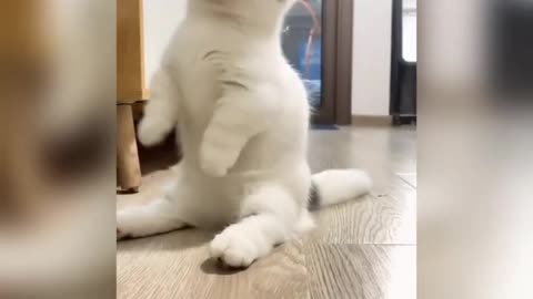 Funny cats videos