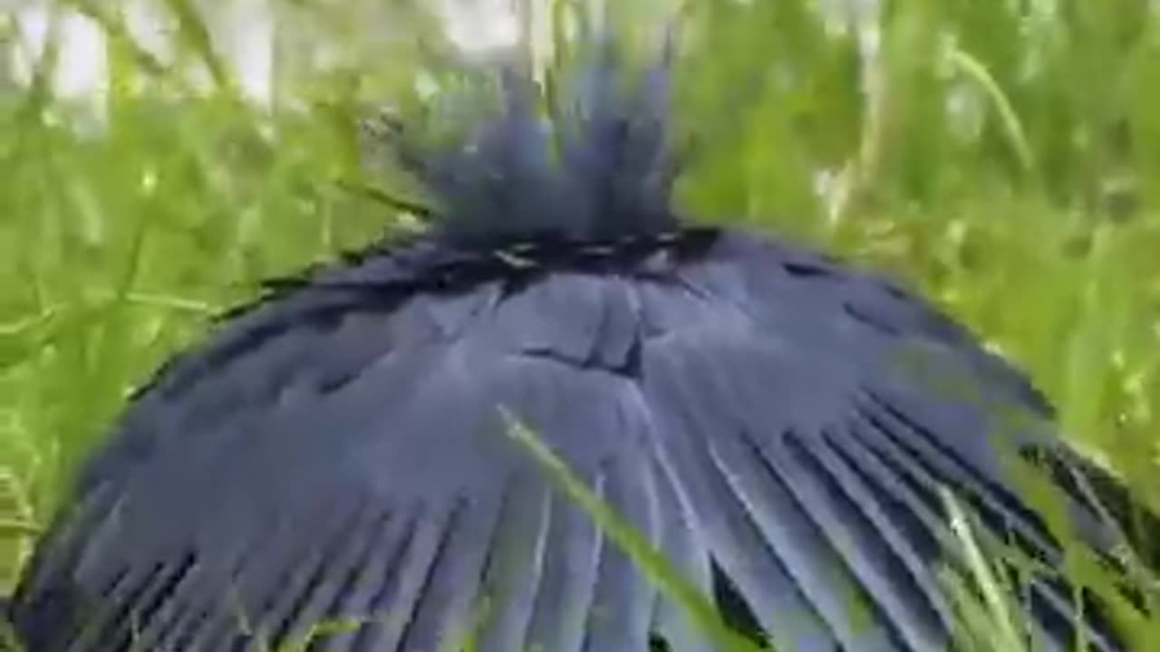 Black heron world's amazing bird ..#earth#universe#space #spacefacts#facts#fact l#scifi#sciencefact