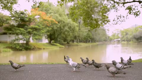 Swarm pigeons
