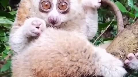 Lovely Baby of Nature