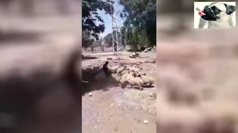 Funny sheep attacking people8