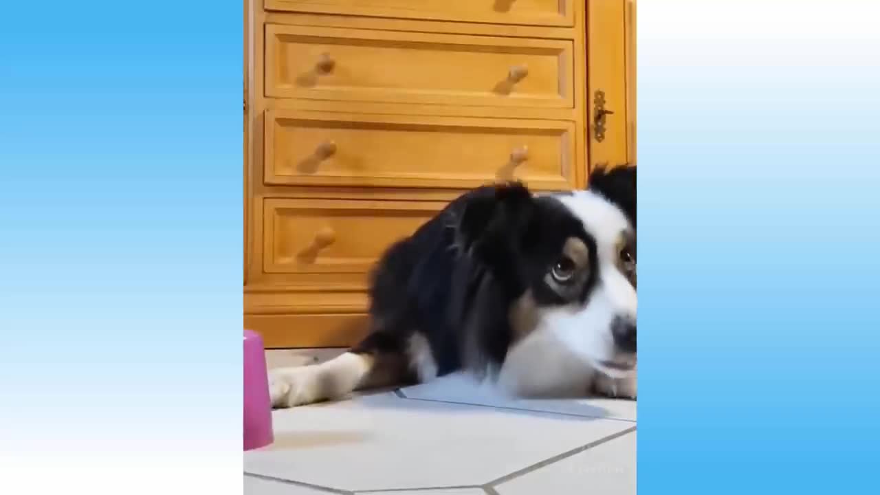 Best Funny Cats And Dogs Of The Month -Try Not To Laugh Challenge