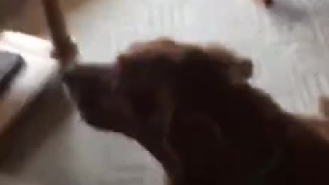 Golden retriever sings happy birthday 🎂 (Autumn sings the hits)