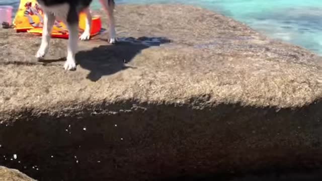 The dogs love to go to the beach