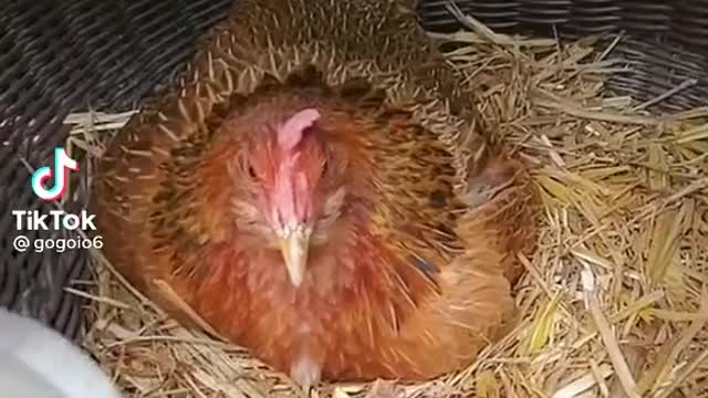 Take eggs from under a chicken.