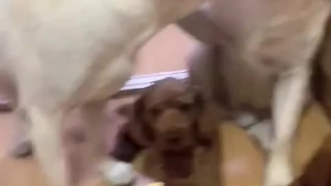 Funny Dog Videos Part 44