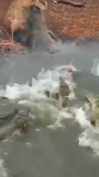 Funny Animal!! Baby Monkey Luna Jealous Brother Kissing And Hugging Mom