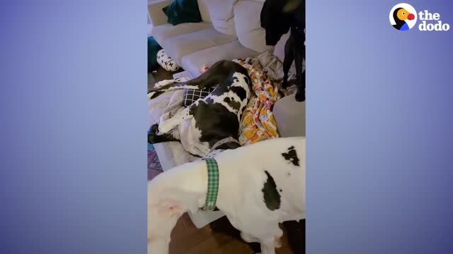 Dog Caught On Hidden Camera Doing The Sweetest Thing For Foster Brother