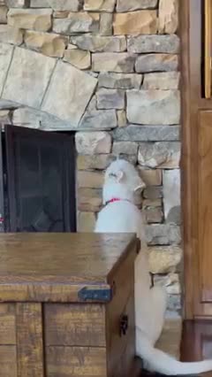 White puppy loves licking the stone!