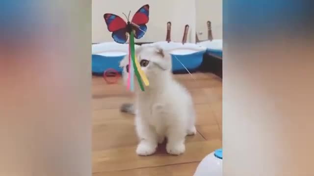 Cat funny video