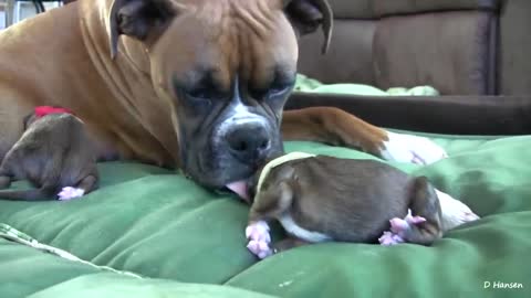 The Dog gave birth while standing