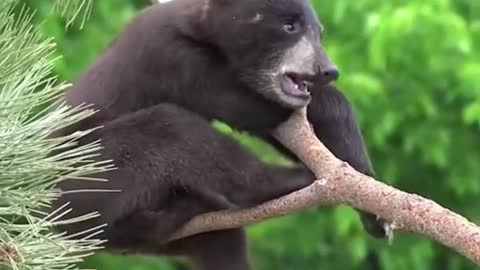 Bear cub (Wild Life)