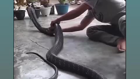 Diver records close encounter with a monster 23-foot anaconda