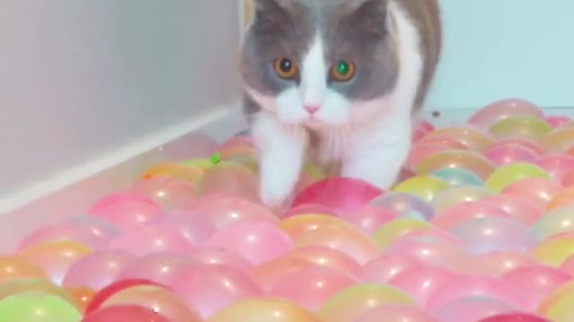 Cats try walking on ball pit floor!