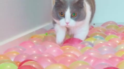 Cats try walking on ball pit floor!