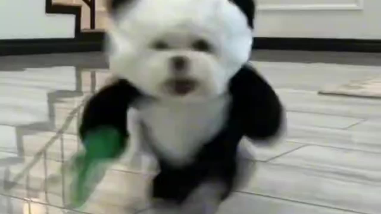 Hey,panda dog!