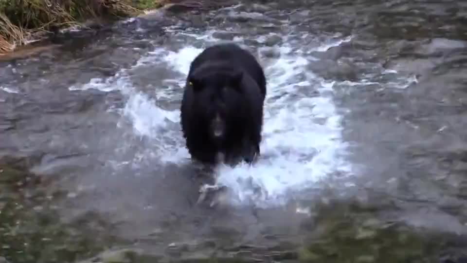 Black Bear catching fish in the river
