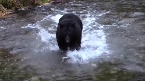 Black Bear catching fish in the river