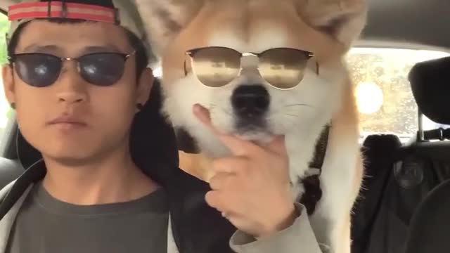Best Funny Animal Videos 2022