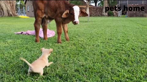funniest animal videos
