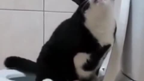 A cat that can sit on a toilet