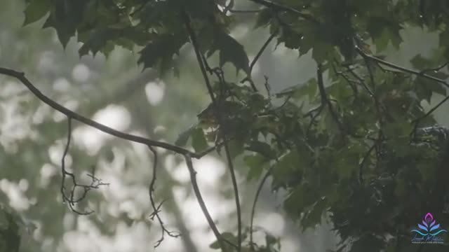 【4K】Natural Rain Sounds