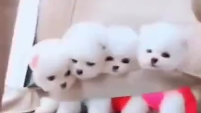 Sweet puppies. love cute doll puppies