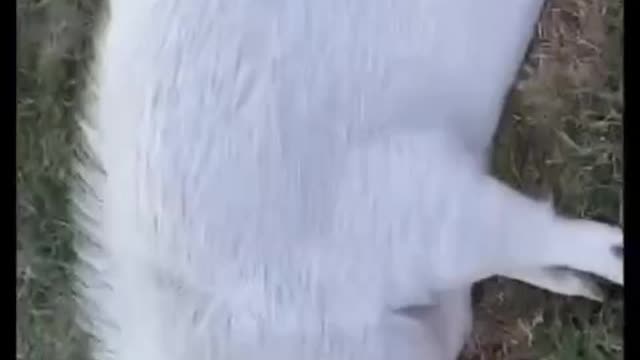Pig series