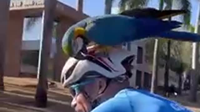 Arara pousa em capacete de ciclista no Lago Sul_ 'sinal de sorte'