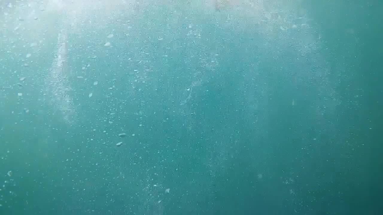 Seal Snorkeling in South Africa