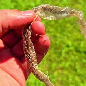 Snakeskin found in a meadow.