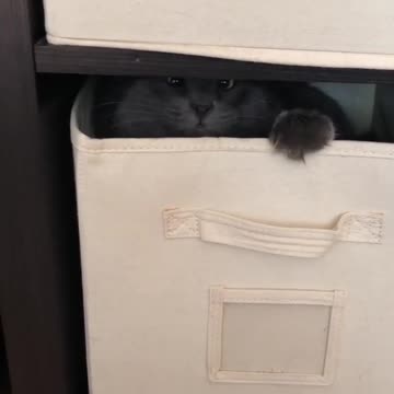 Cat Adorably Plays Inside Laundry Box