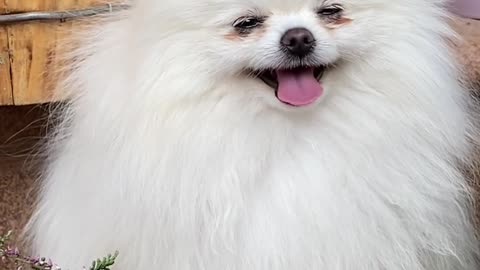 Doggy delightful moments