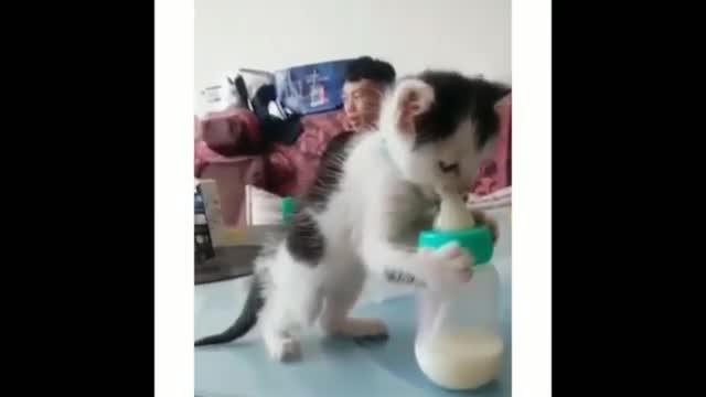 Funny Cats and Cute Kittens Compilation 2021