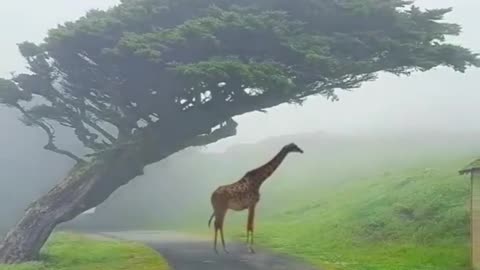 Giraffe under a tree