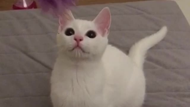Cute cat is playing in my bed
