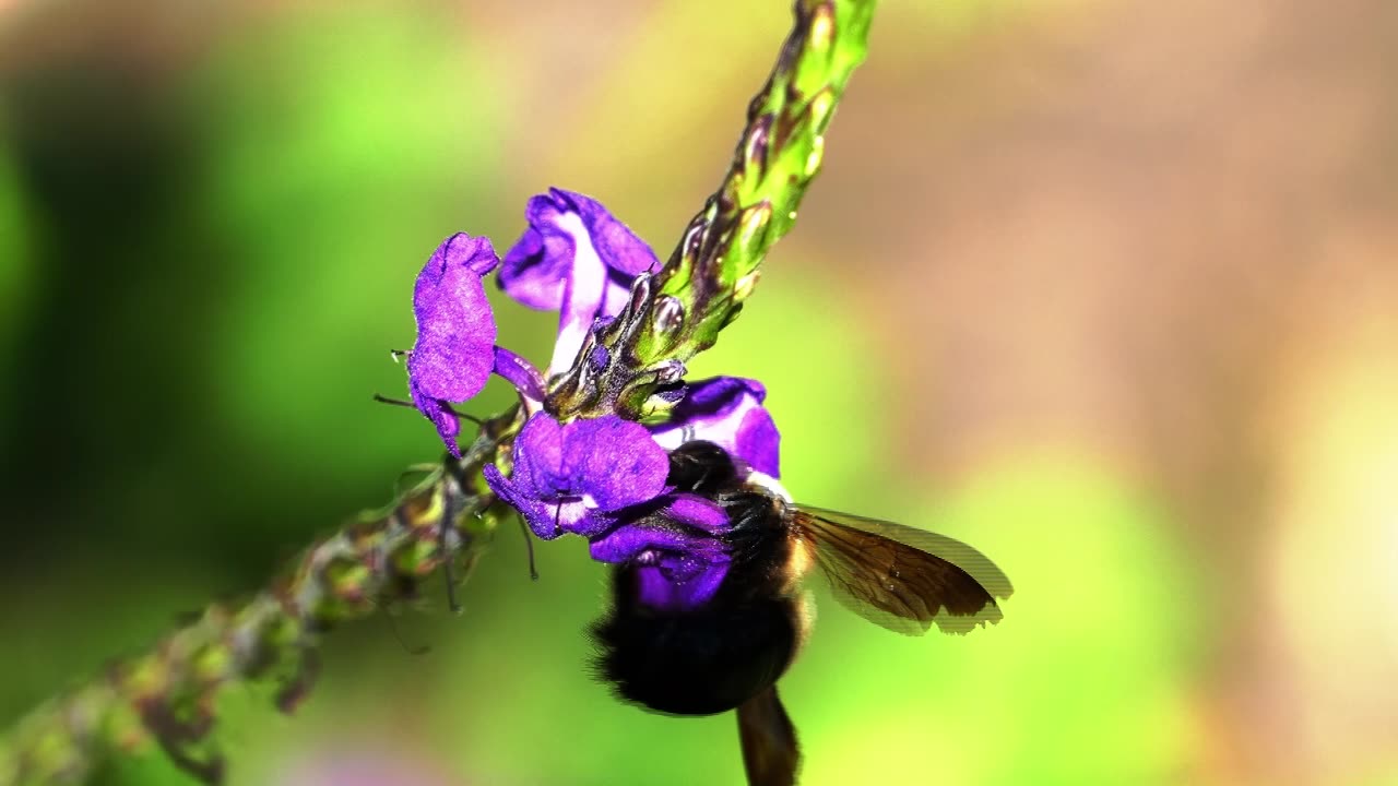 Dog Listening to the Bumblebee's Symphony