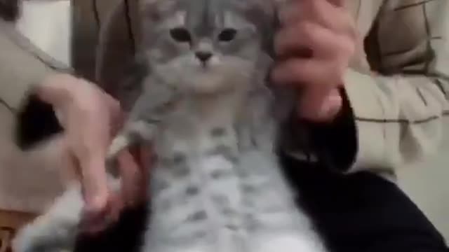 tu gato el gato los gatos