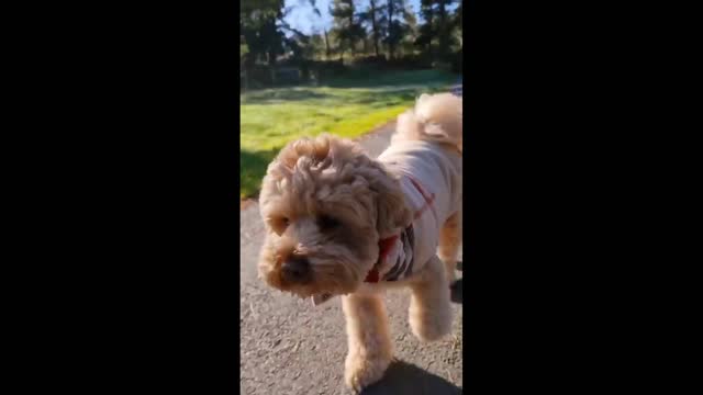 Best Funny dog videos 2022